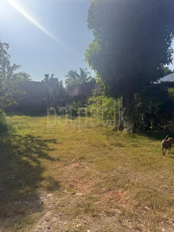 Agricultural Land for Sale in Ratmalana ads-image-1