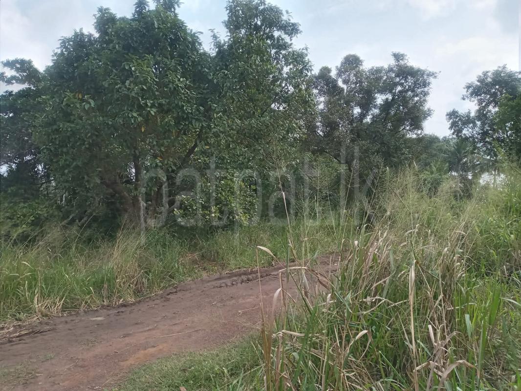 Commercial Land for Sale in Hettipola