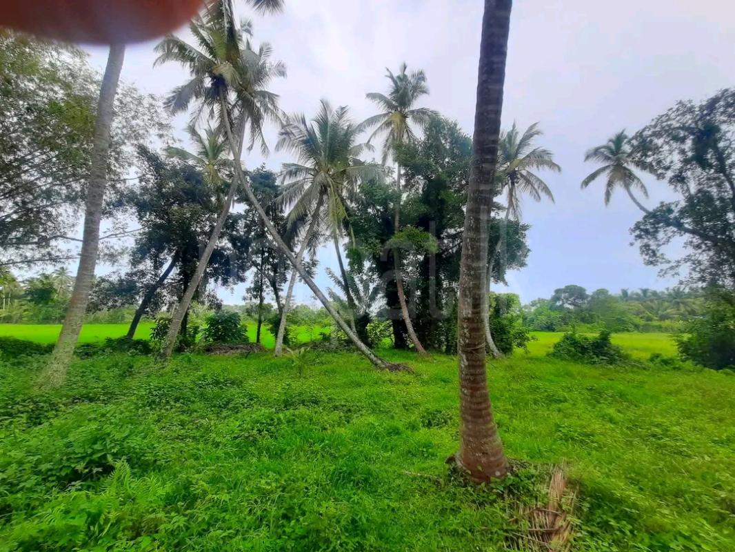 Agricultural Land for Sale in Kalawana