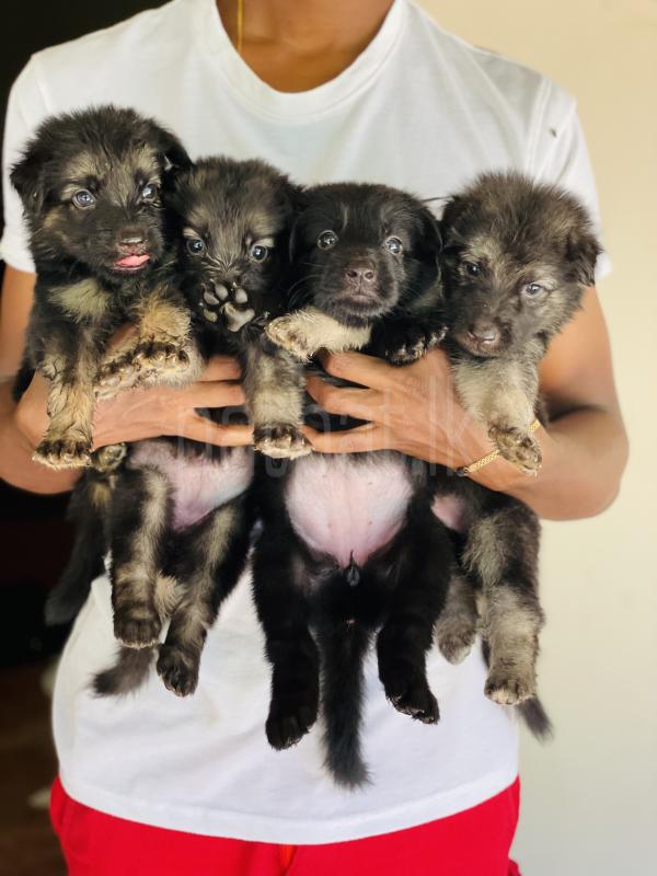 Germen shepherd long coat ads-image-1