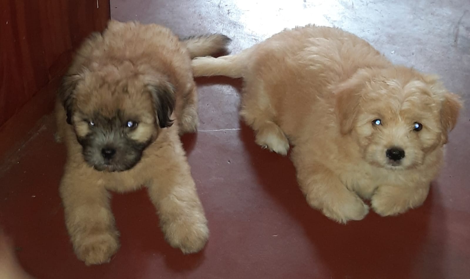 Tibetan Terrier Puppies For Sale