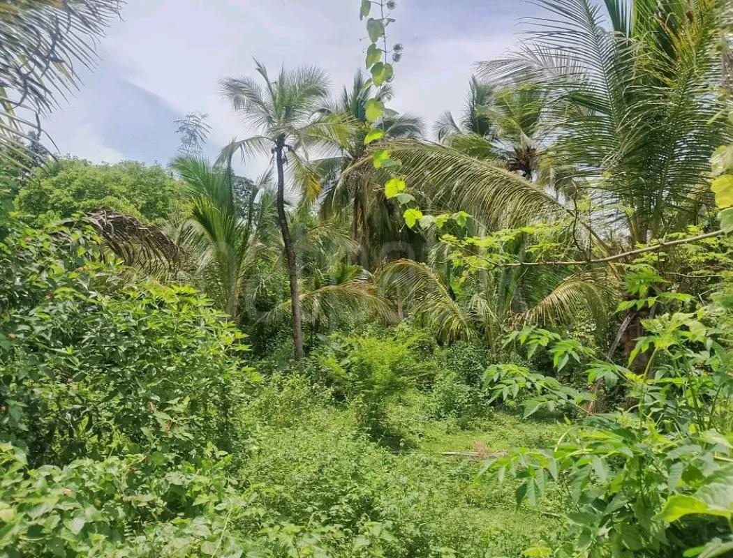 Agricultural Land for Sale in Weliveriya