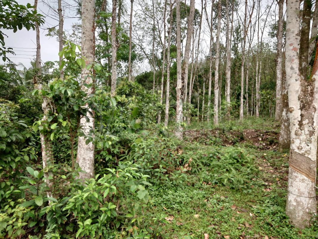 Agricultural Land for Sale in Padukka