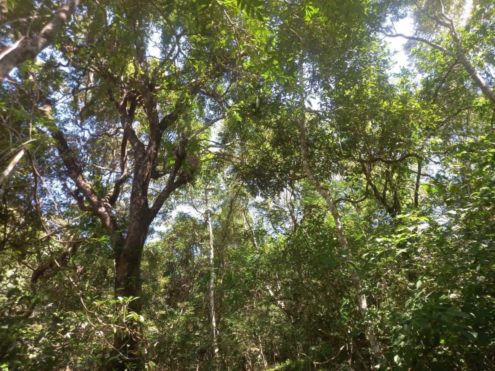 Agricultural Land for Sale in Belihuloya