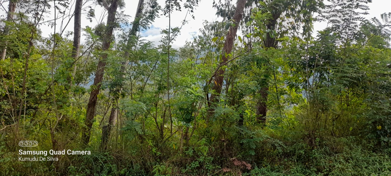 Commercial Land for Sale in Belihuloya