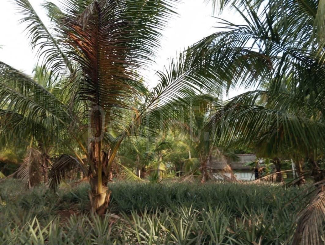 Agricultural Land for Sale in Gampaha