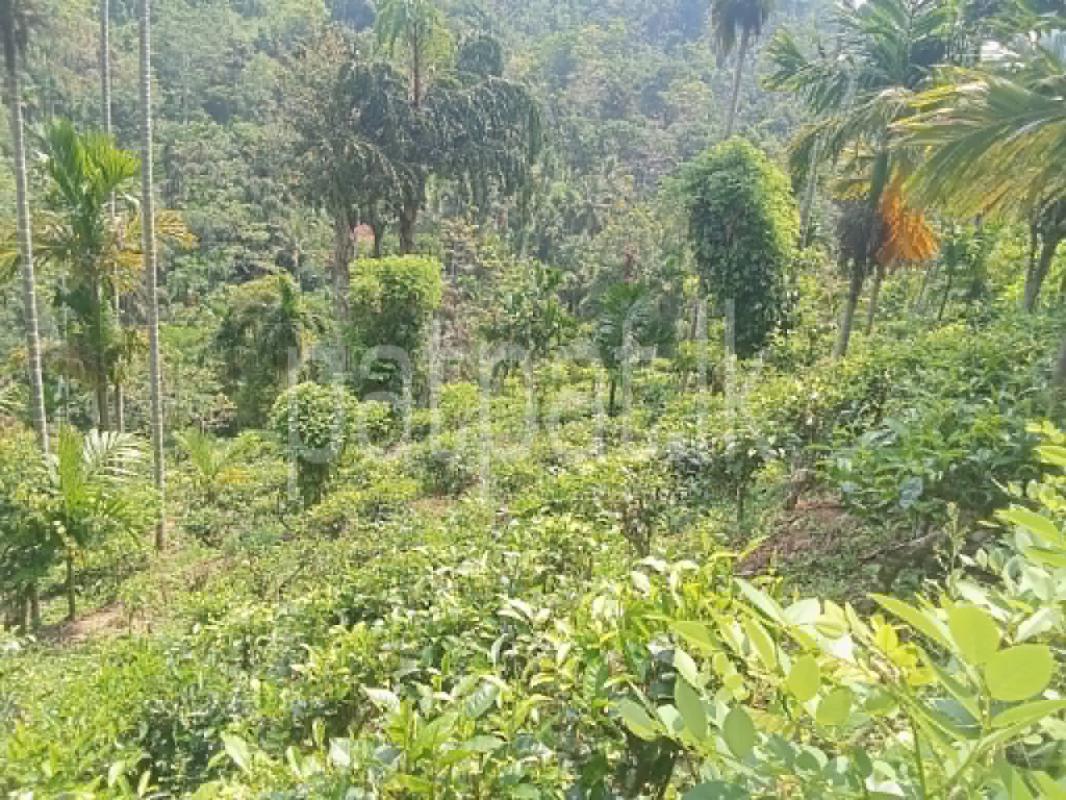 Agricultural Land for Sale in Deniyaya