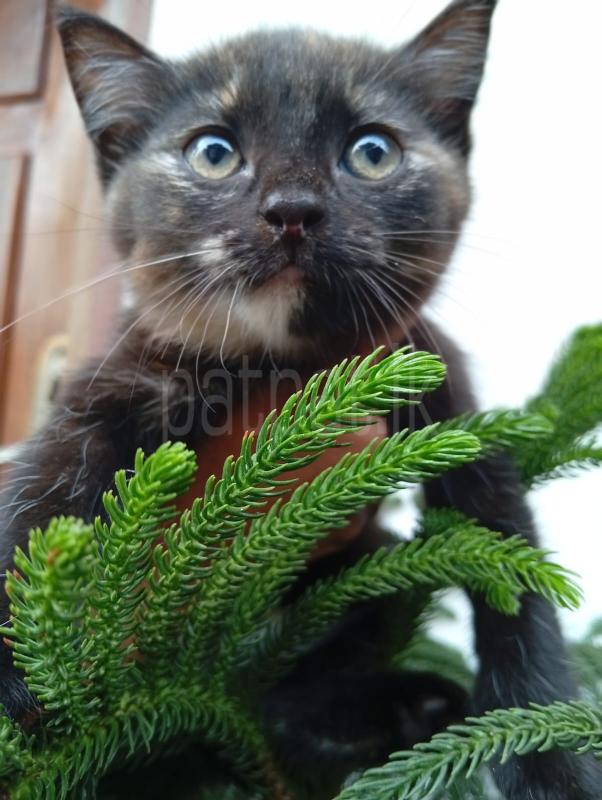 Persian cat for sale