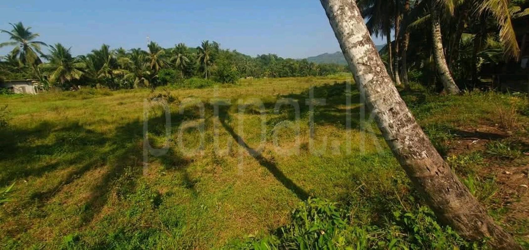Agricultural Land for Sale in Ridigama ads-image-1