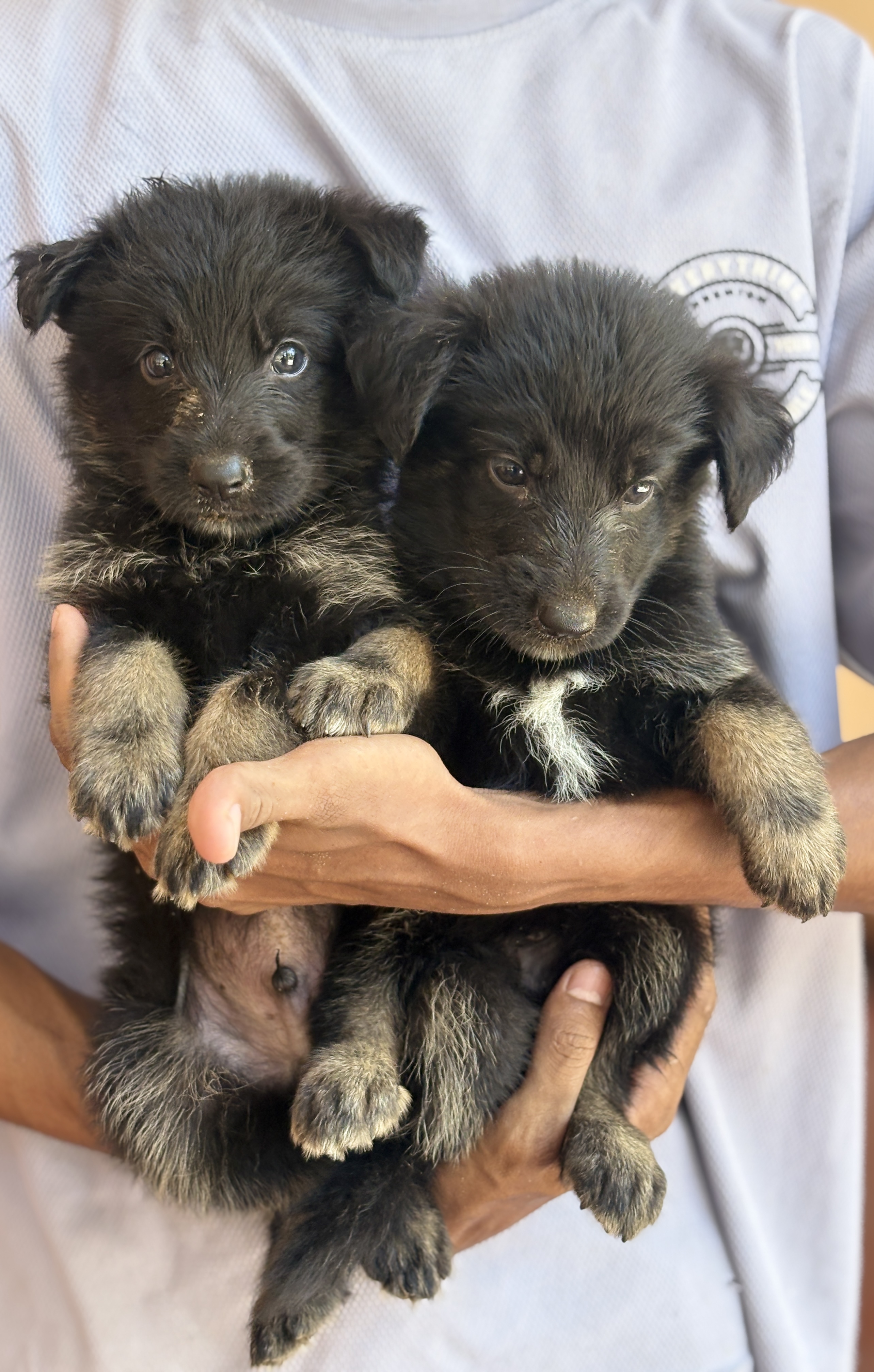 German Shepherd Long Coat Puppies
