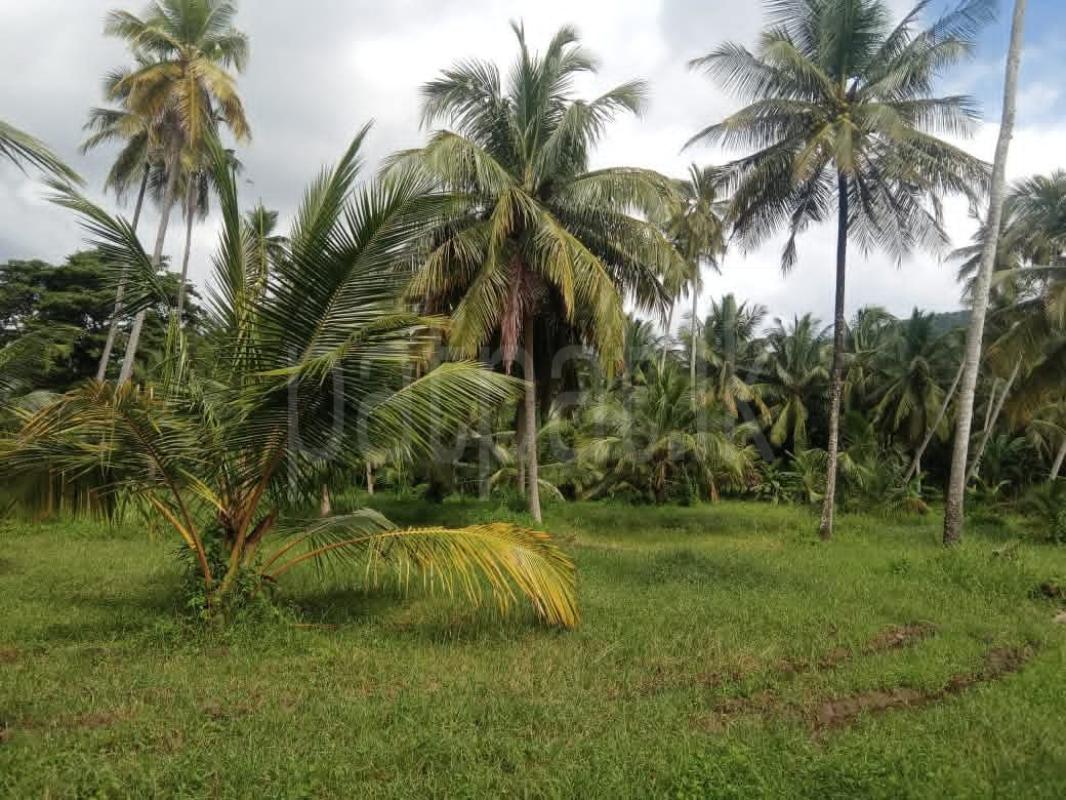 Agricultural Land for Sale in Wariyapola