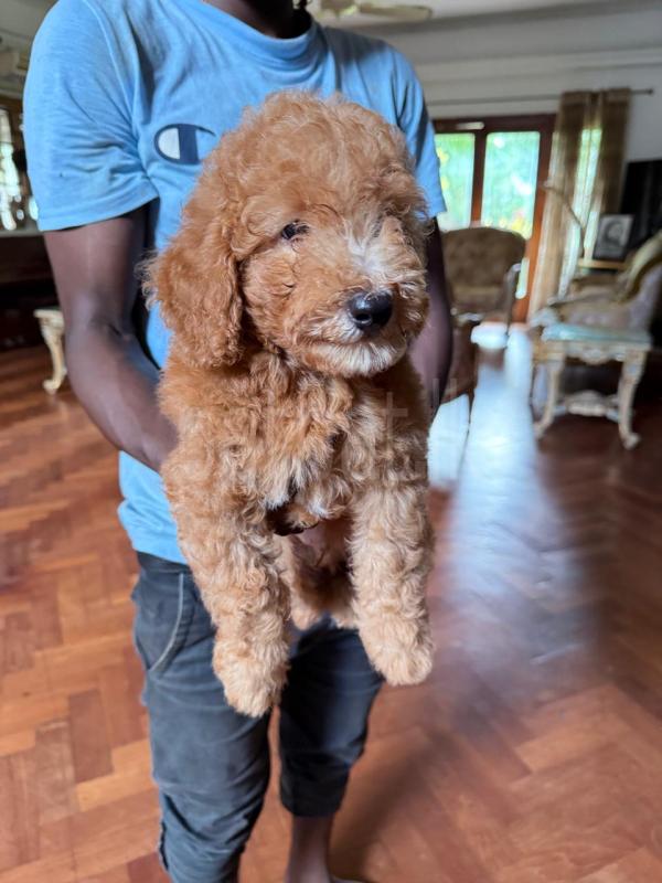 Poodle