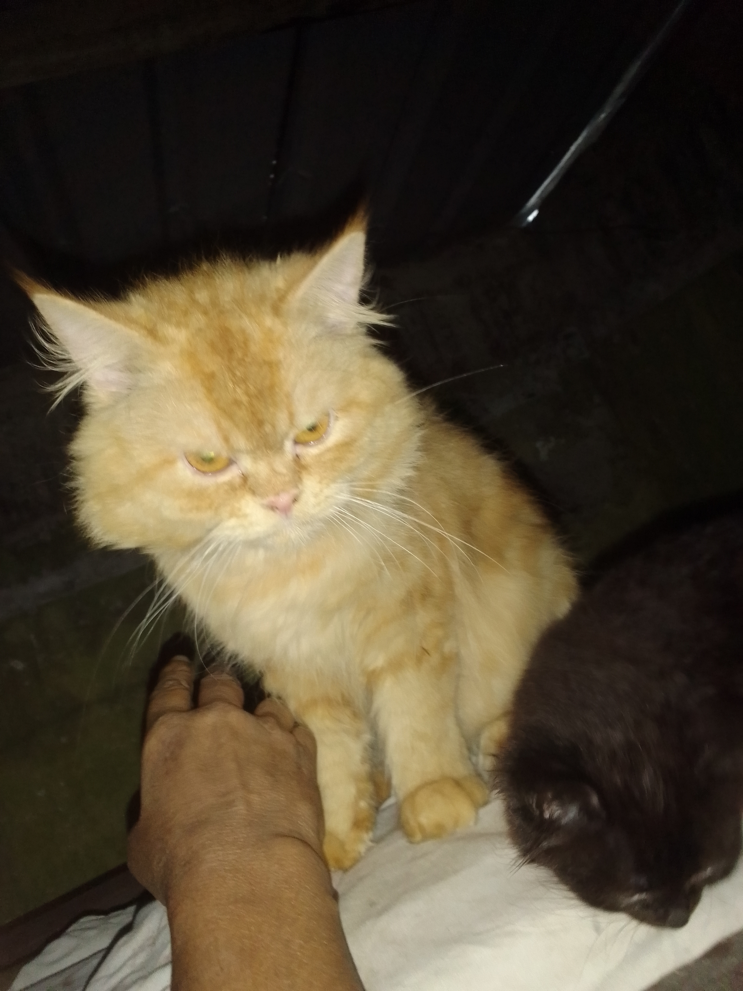 KITTENS