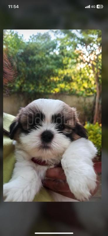 Shitzhu Puppy