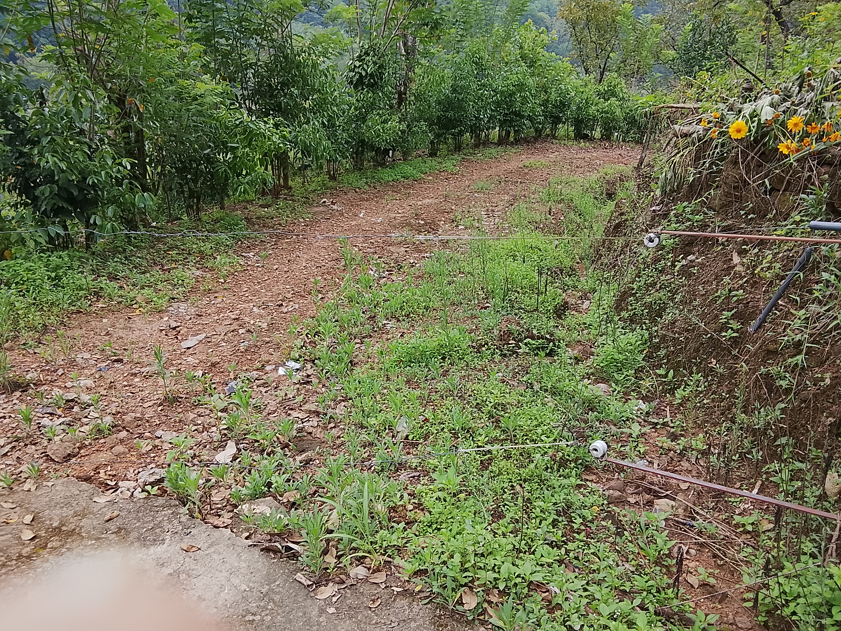 Agricultural Land for Sale in Haputale
