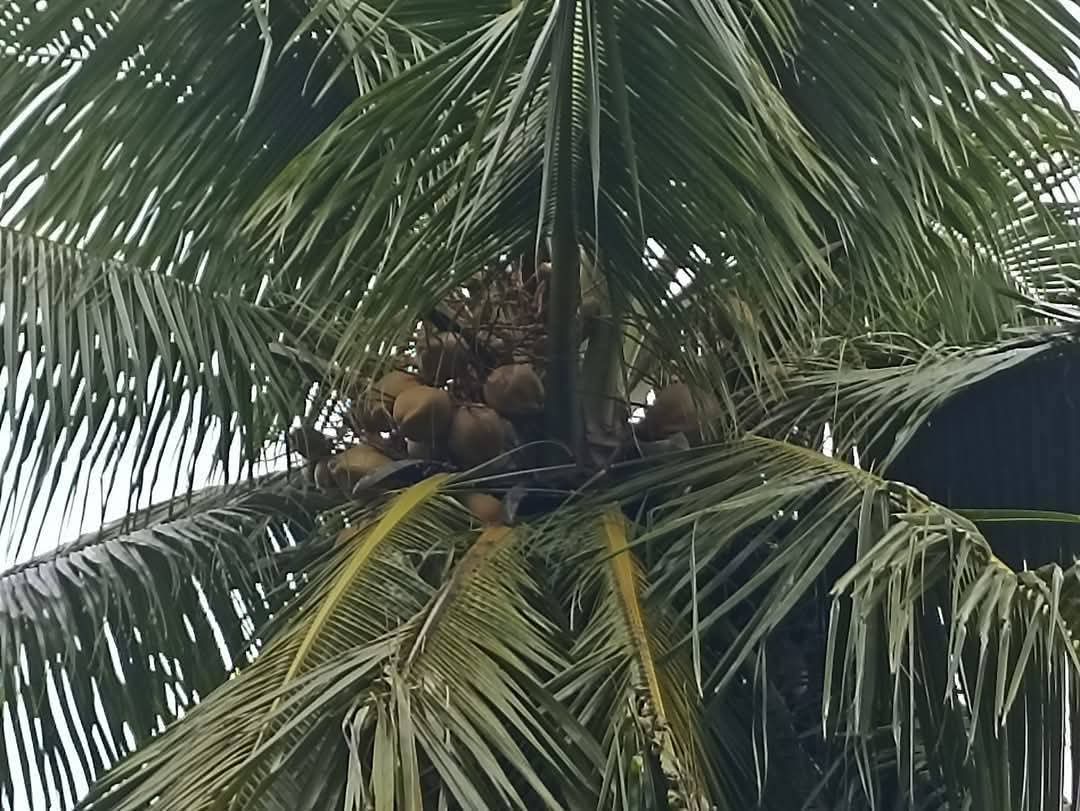 Agricultural Land for Sale in Puttalam