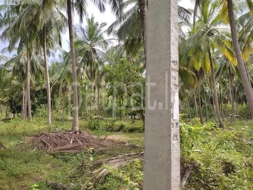 Agricultural Land for Sale in Kurunegala