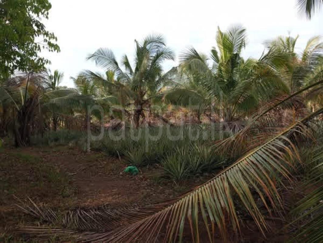 Agricultural Land for Sale in Gampaha
