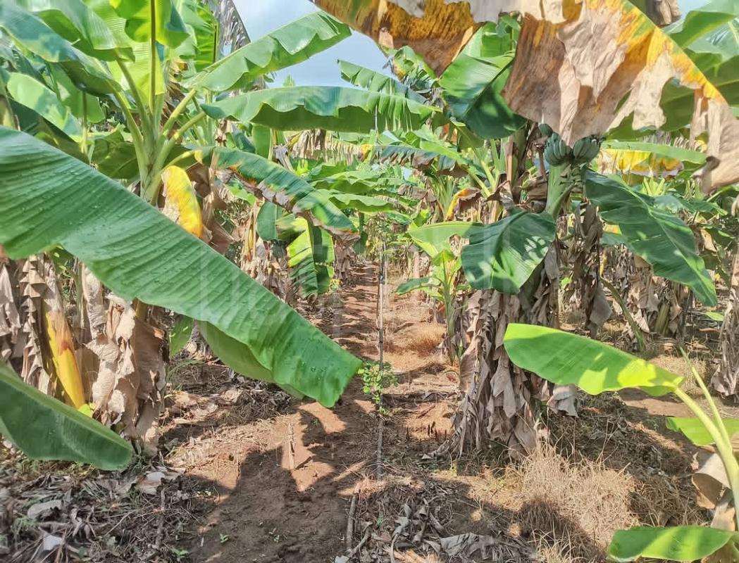 Agricultural Land for Sale in Udamattala