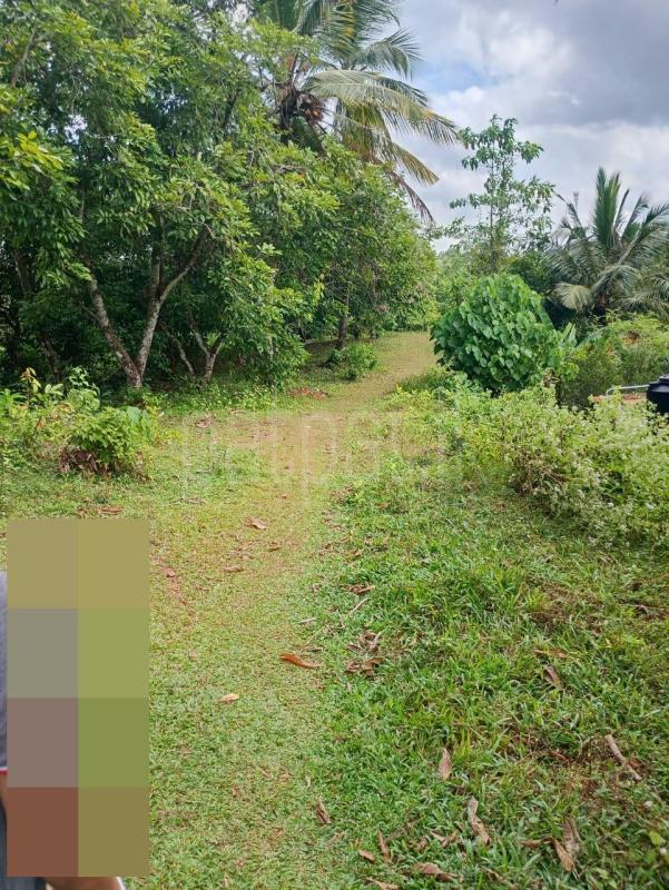 Agricultural Land for Sale in Malwana