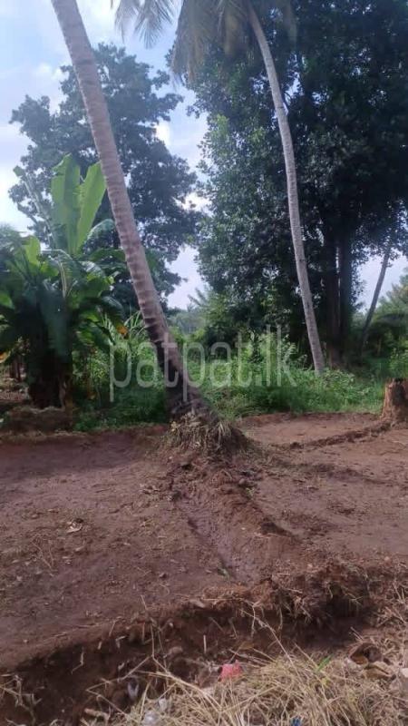 Agricultural Land for Sale in Tambuttegama ads-image-1