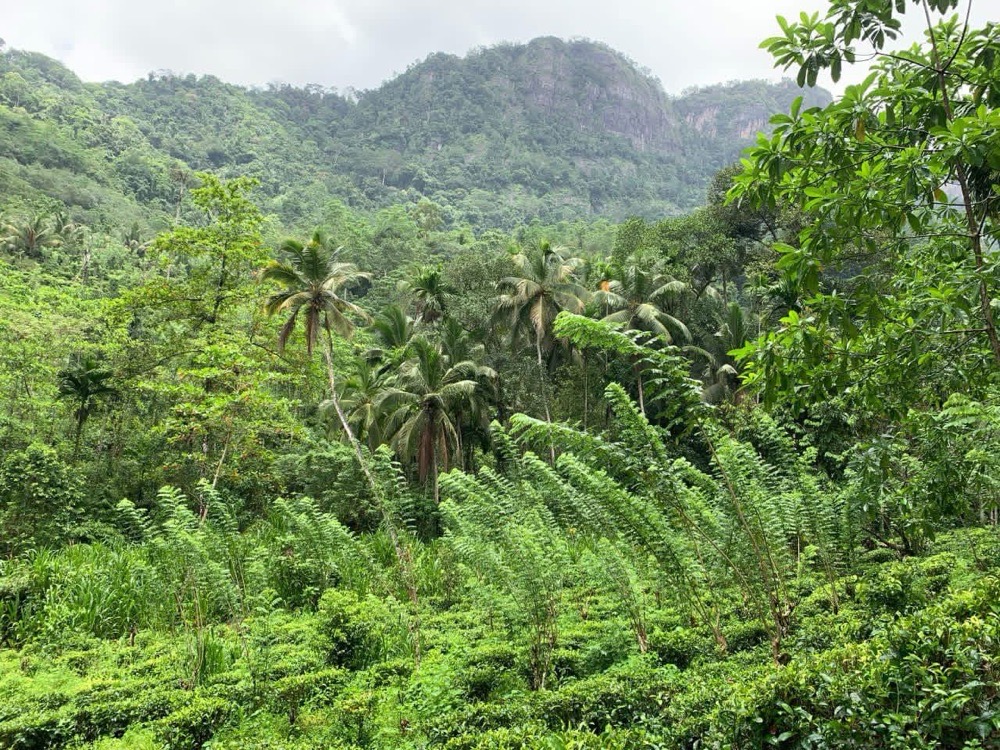 Agricultural Land for Sale in Ratnapura ads-image-1