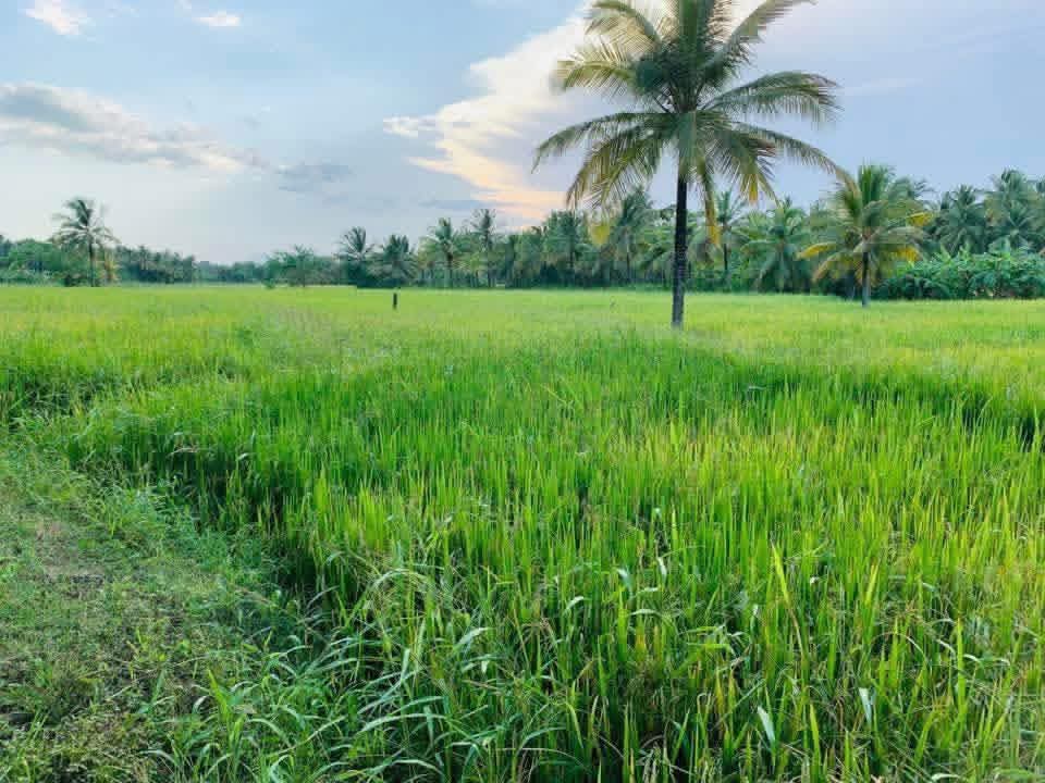 Agricultural Land for Sale in Sewanagala