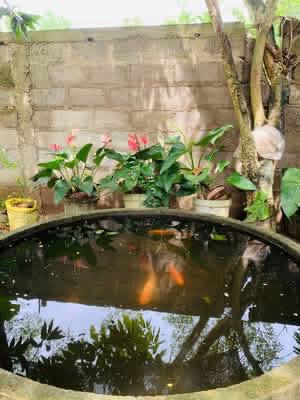 House for Sale in Pallewela