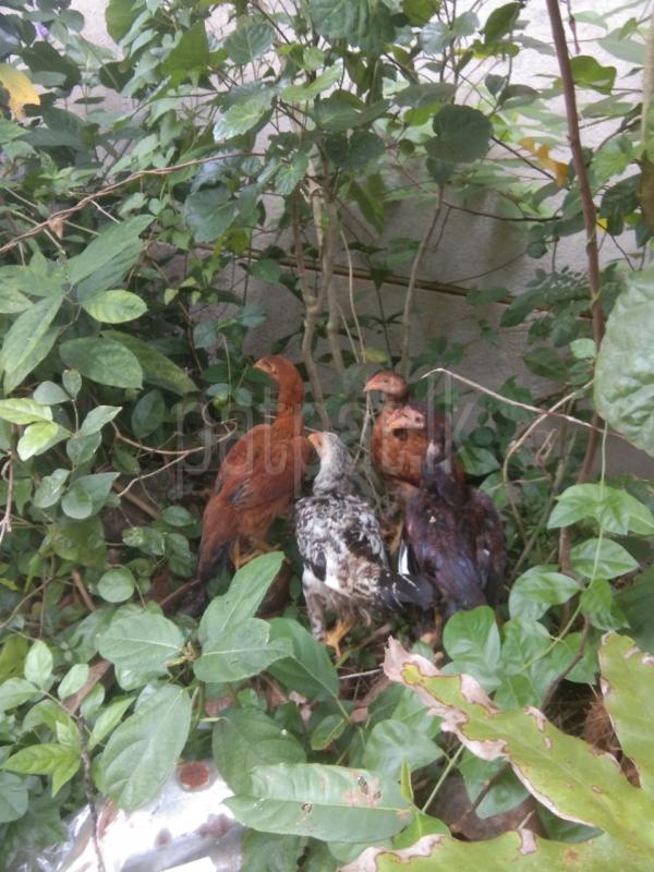 Advertisement image 5