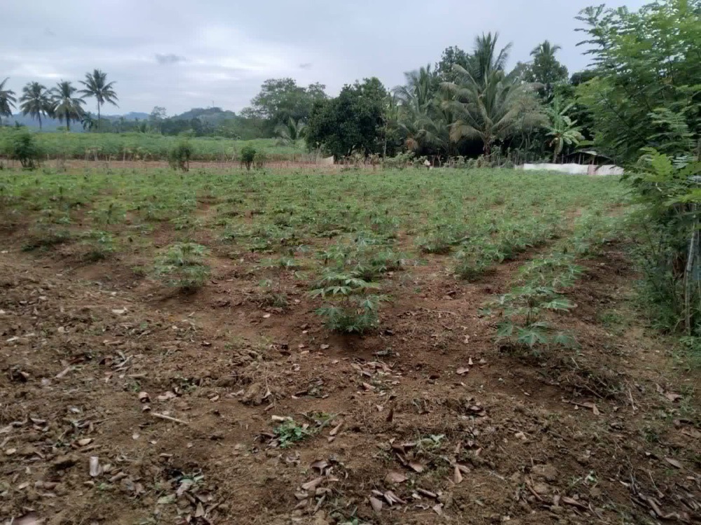 Agricultural Land for Sale in Gampola ads-image-1