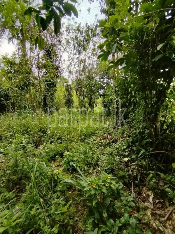 Agricultural Land for Sale in Avissawella