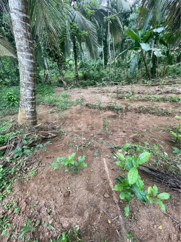 Agricultural Land for Sale in Polgahawela