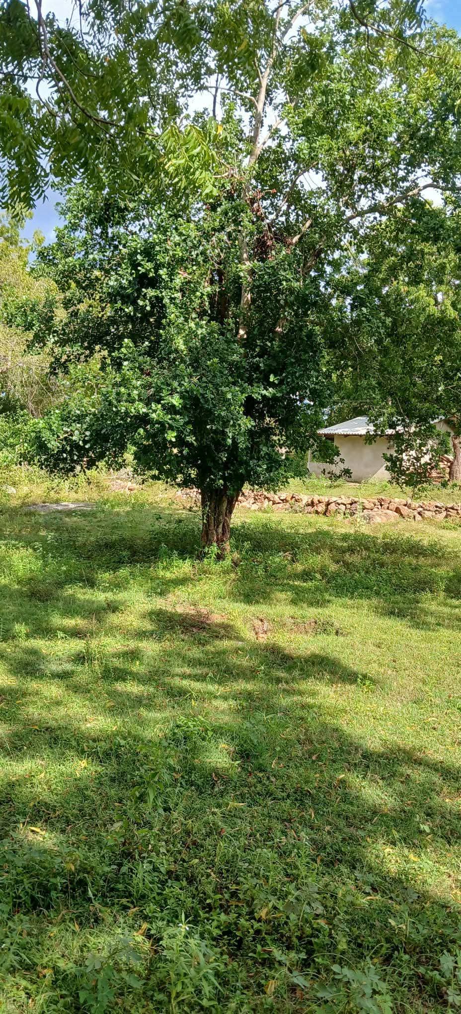 Agricultural Land for Sale in Kataragama
