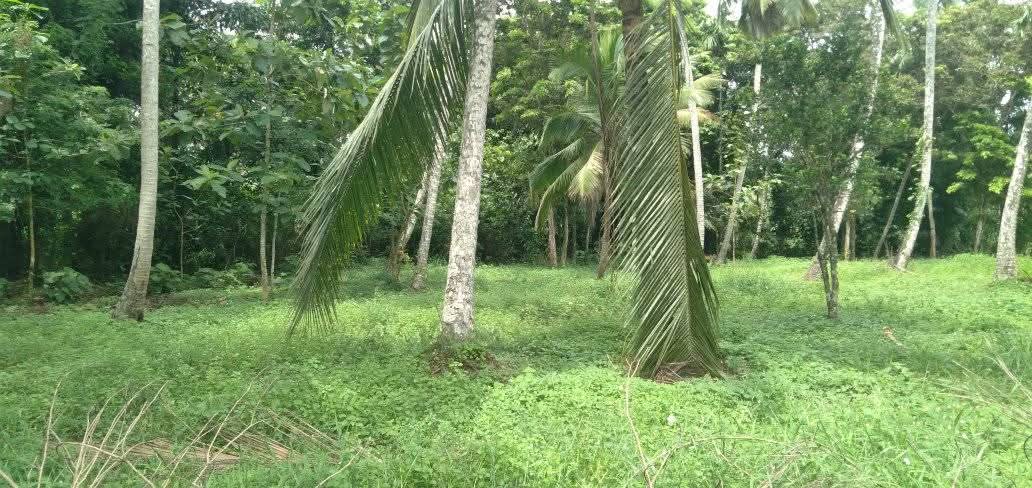 Commercial Land for Sale in Veyangoda