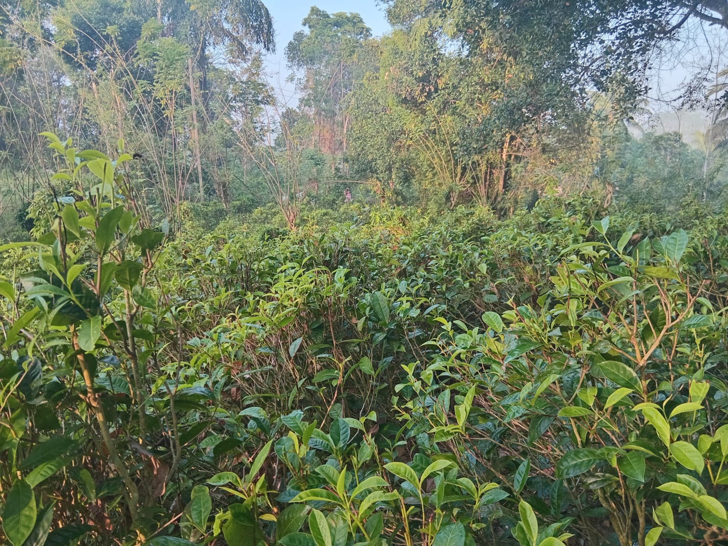 Agricultural Land for Sale in Welipenna