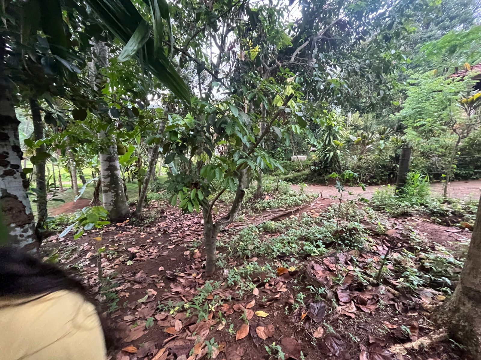 Commercial Land for Sale in Rambukkana