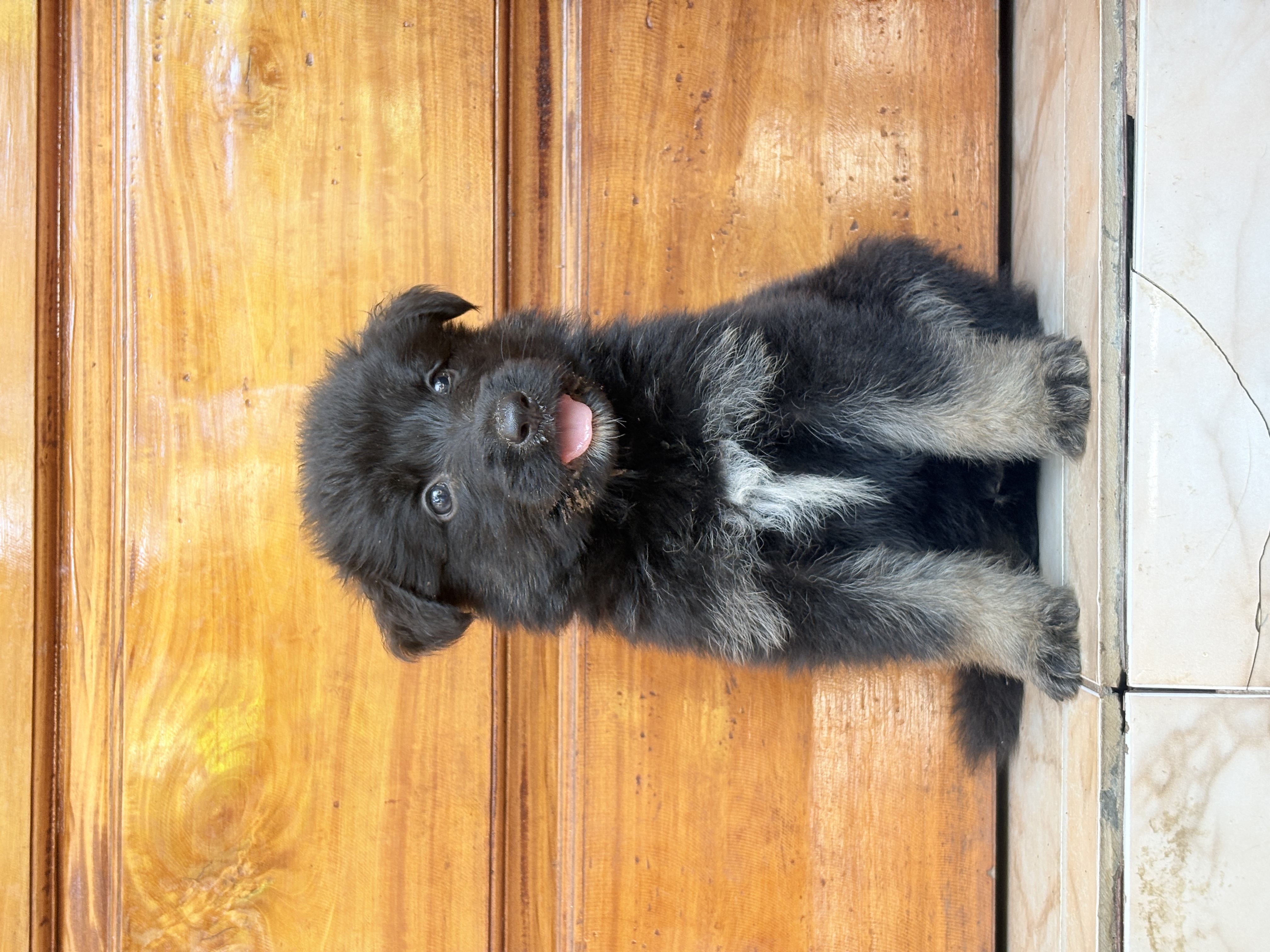 German Shepherd Long Coat Puppies