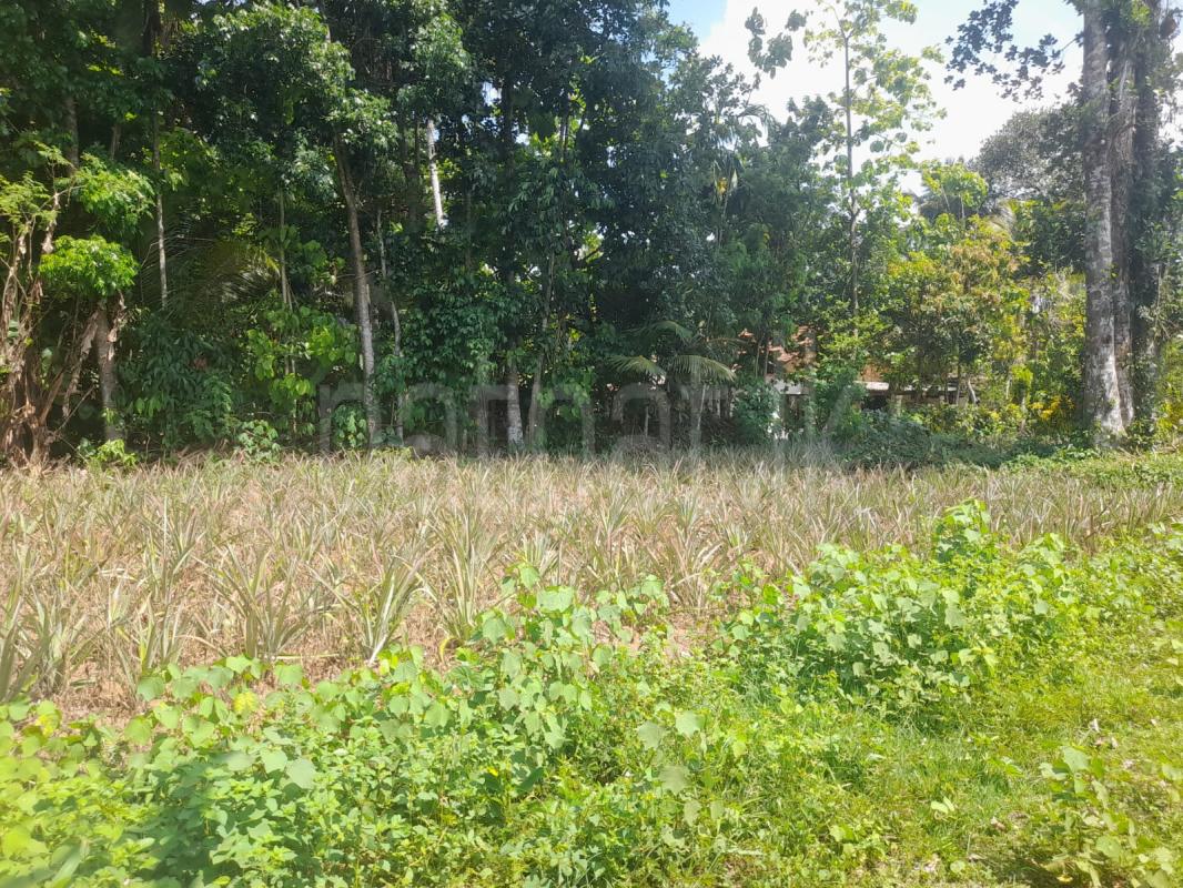 Agricultural Land for Sale in Lunugama