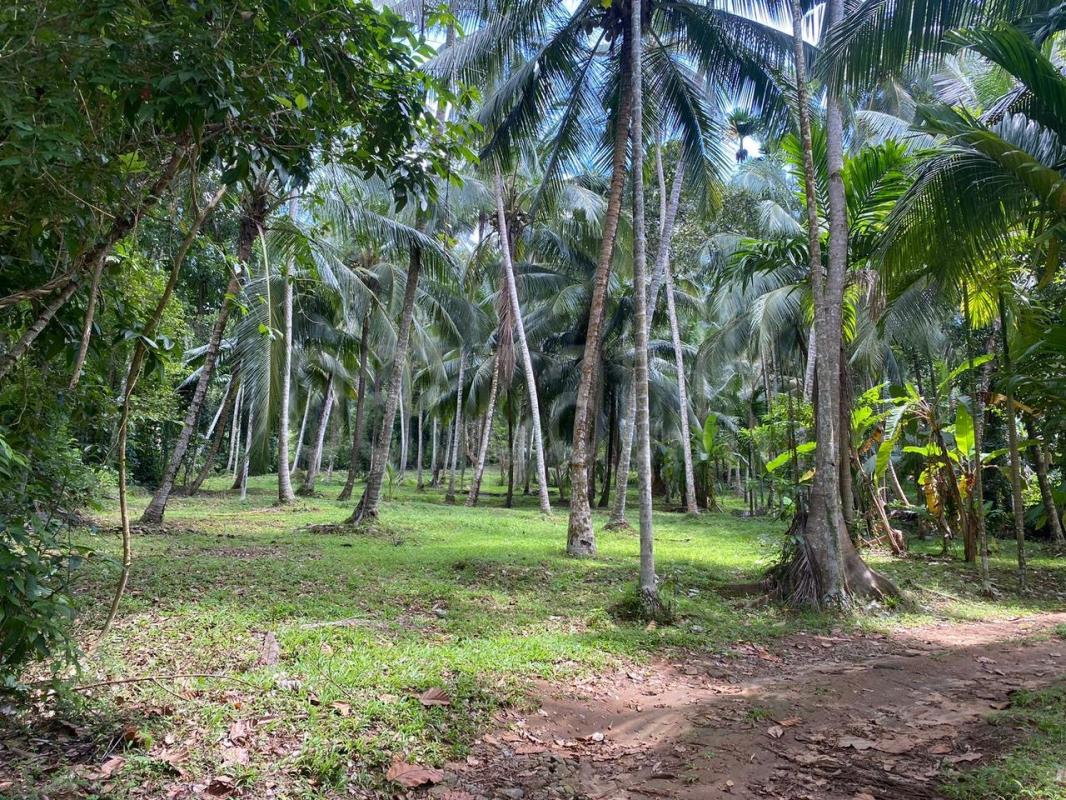 Residential Land for Sale in Delgoda