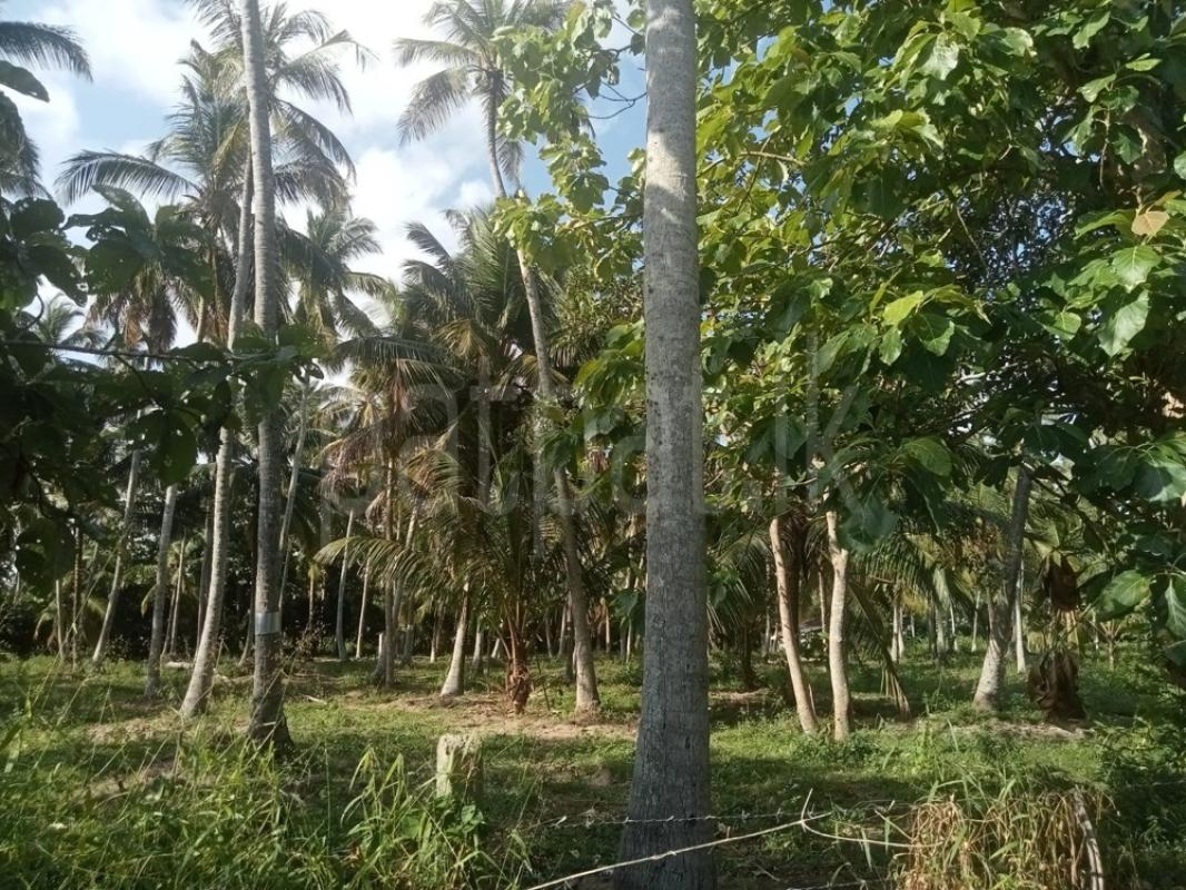 Residential Land for Sale in Nattandiya