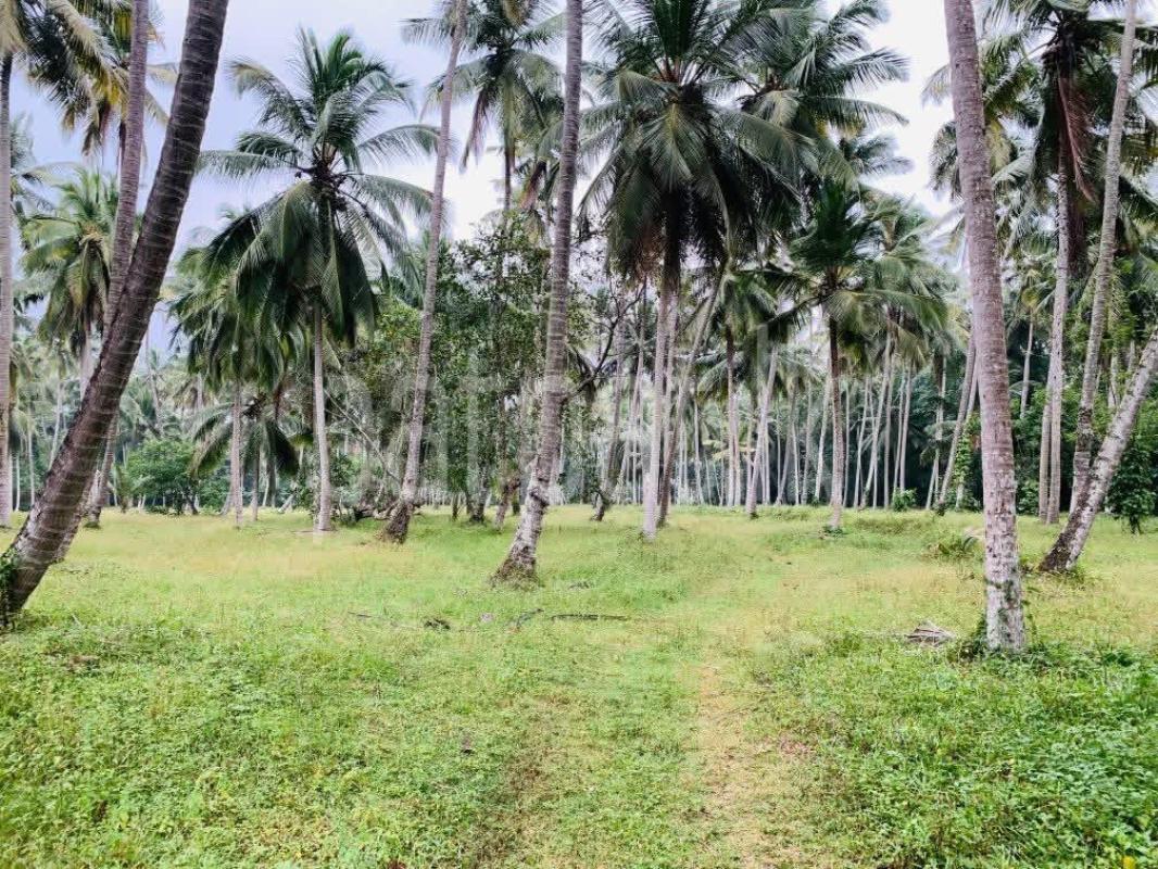 Agricultural Land for Sale in Gampaha