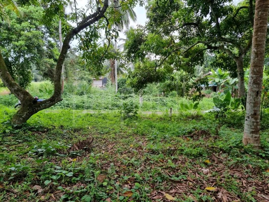 Agricultural Land for Sale in Avissawella