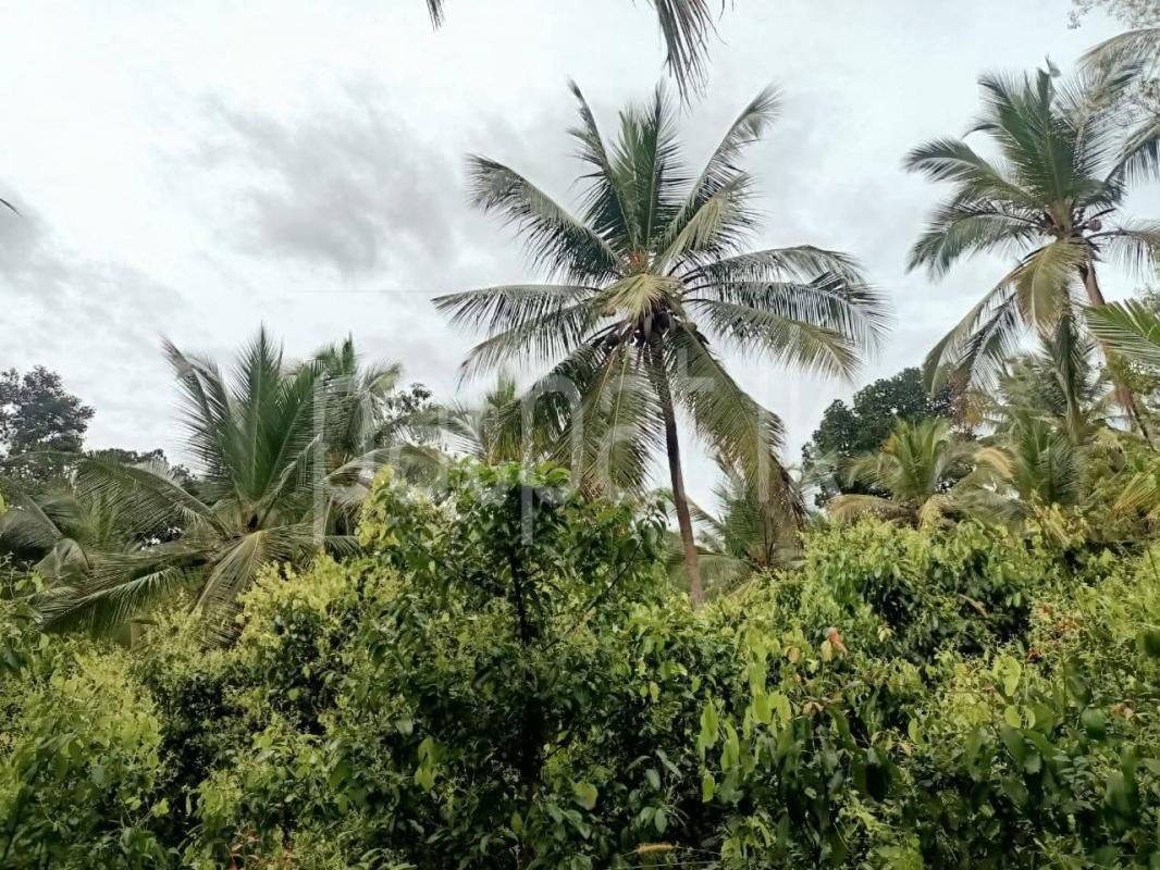 Agricultural Land for Sale in Walasmulla