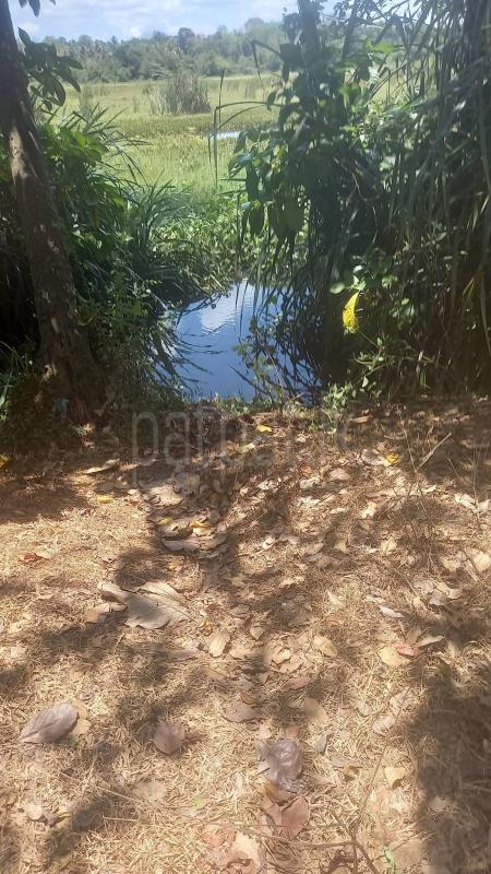 Agricultural Land for Sale in Weeraketiya