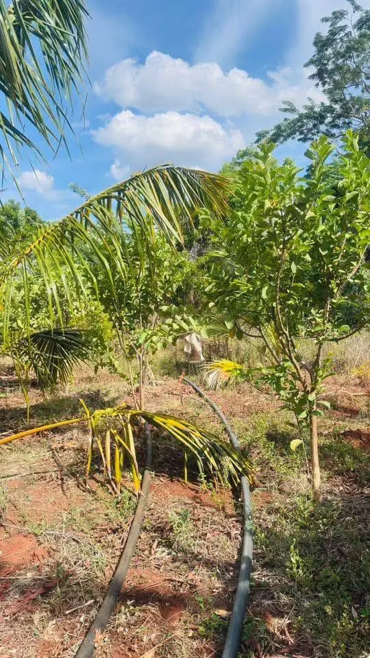 Residential Land for Sale in Kataragama