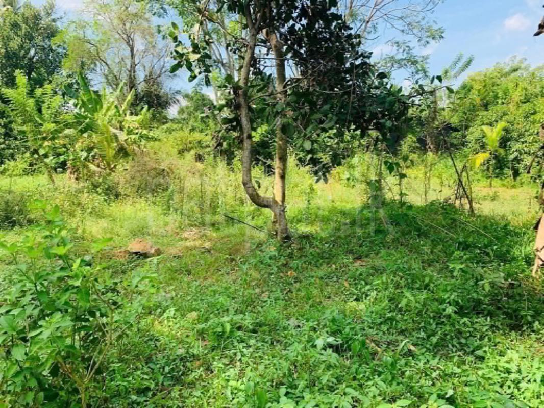 Agricultural Land for Sale in Embilipitiya
