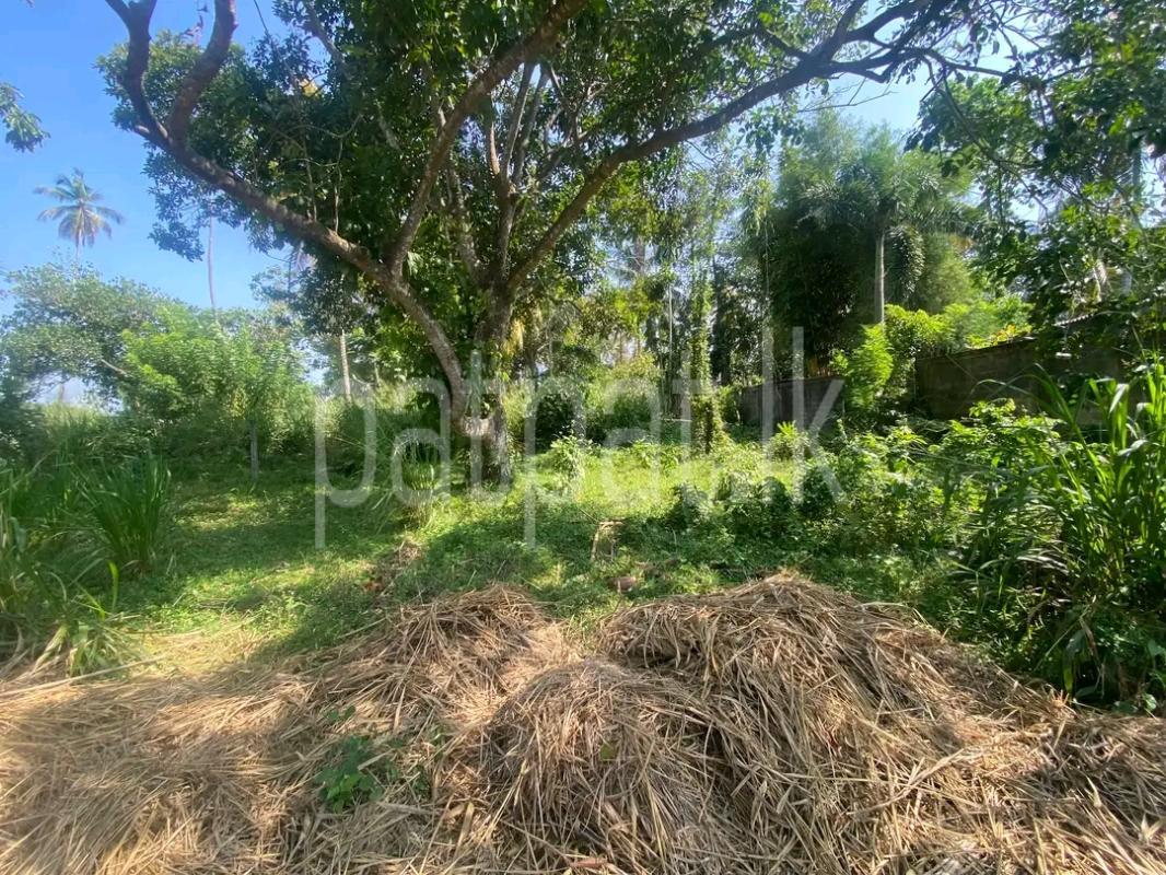 Agricultural Land for Sale in Pamunugama