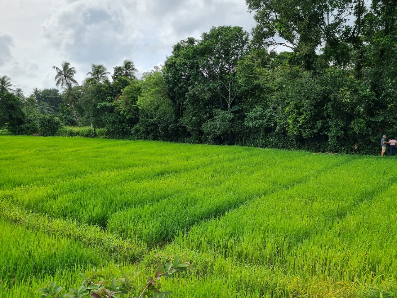 Residential Land for Sale in Kadawatha