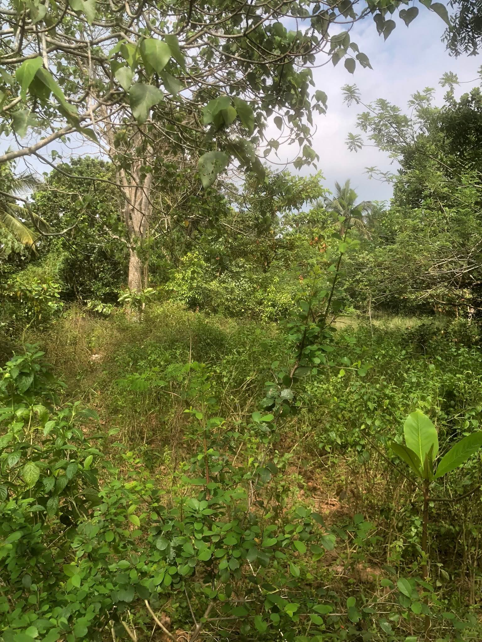 Commercial Land for Sale in Unawatuna ads-image-1