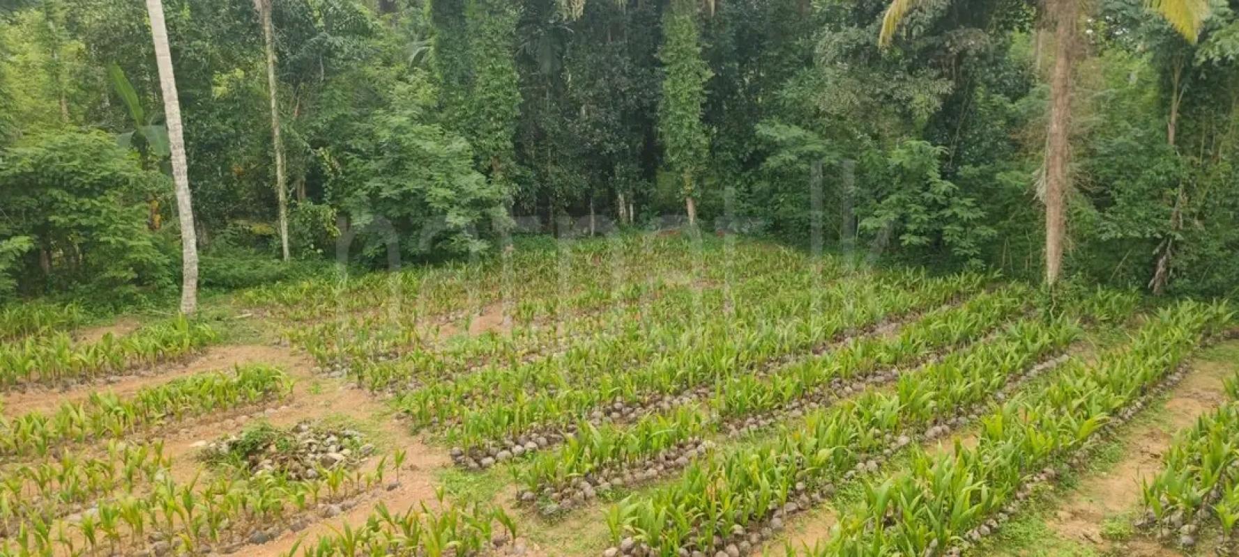 Agricultural Land for Sale in Adampan